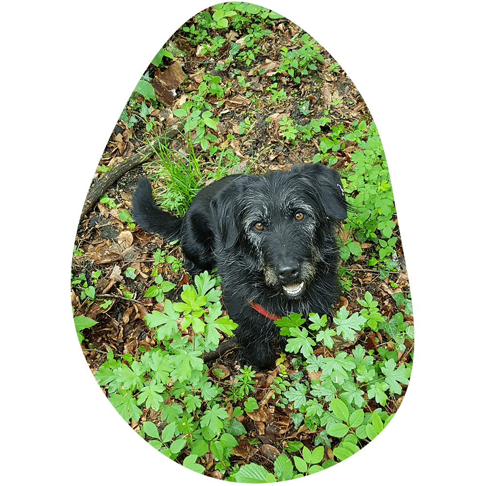 Barbouille&co photo chien